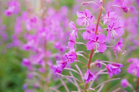 It is infused with organic fireweed to prevent dandruff and soothe an irritated scalp.